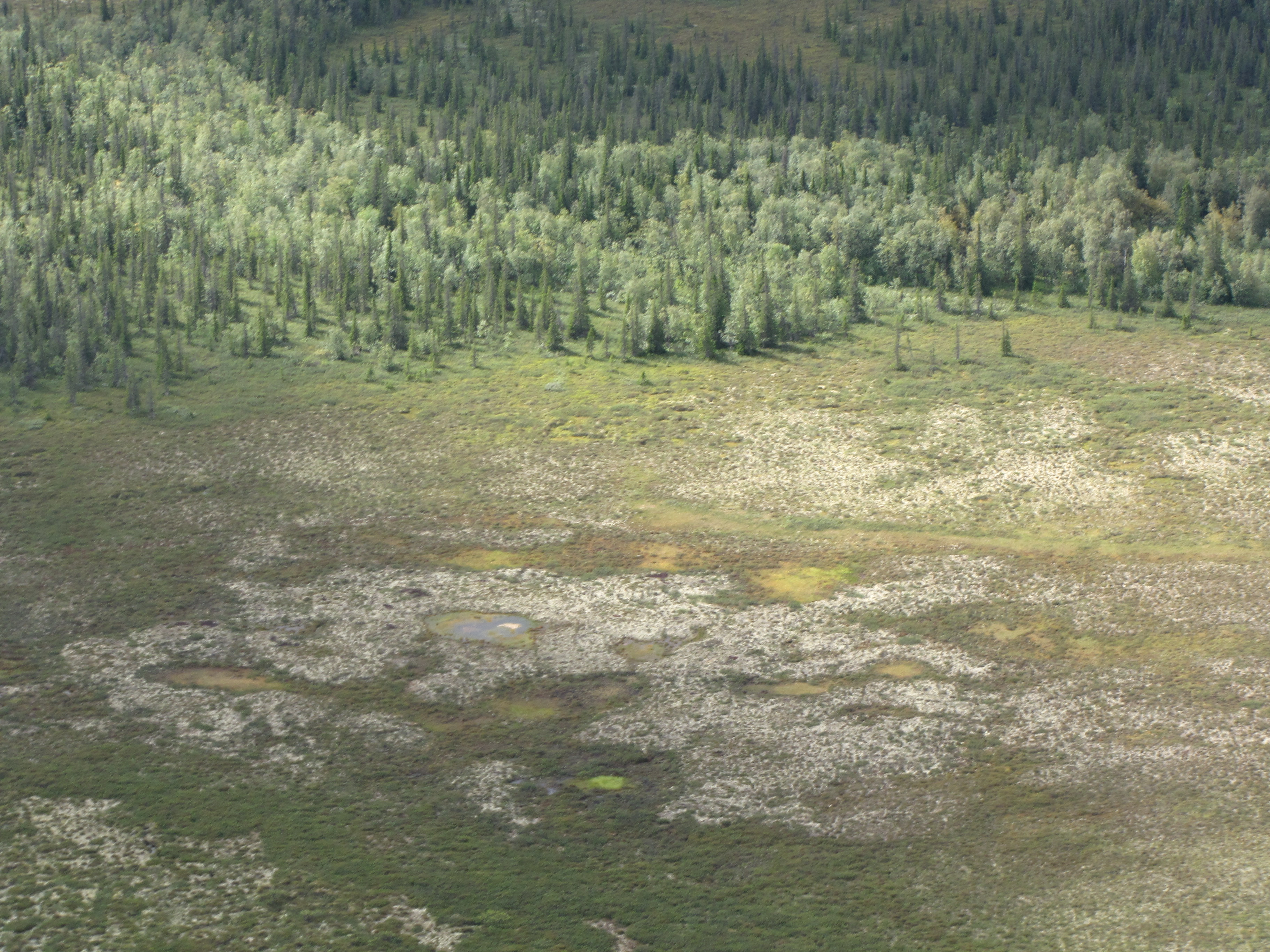 Forest-tundra transition boundary from Russia. Understanding the dynamics of such ecological boundaries from the long-term ecological record is a key goal for this working group. Photo: Jesse Morris.