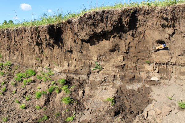 Figure 4: Massive fine and organic-rich overbank deposits deposited in response to forest clearing (Kananaskis River, Canada).