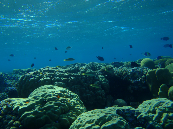  Coral reef in the northern Red Sea. Credit: MARUM, T. Felis