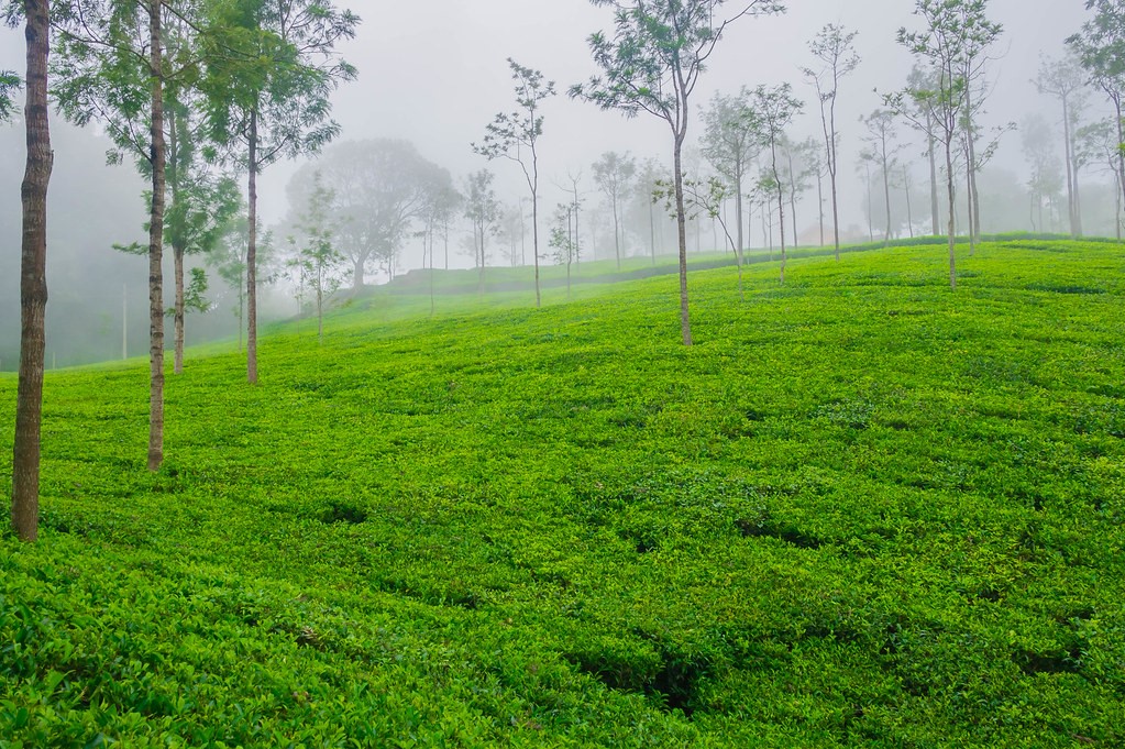 An agroforestry system from Western Ghats, India. The National Agroforestry Policy (established in 2014) represents the world's first, nationwide policy with a core idea of increasing the agroforestry area. Image credit: CC-BY.