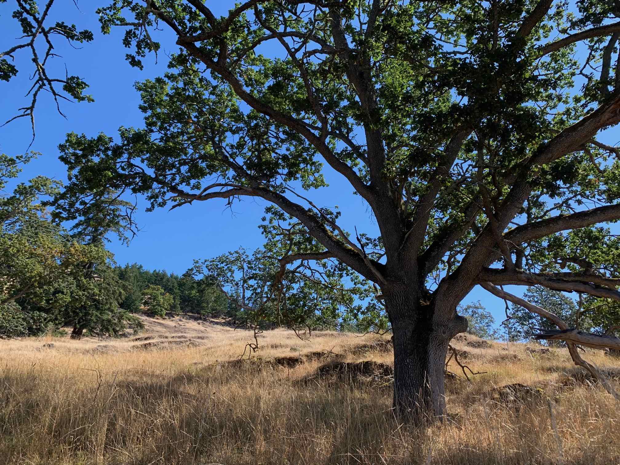 A remnant Indigenous fire-managed oak savanna, Pacific Northwest, USA. Image credit: Michael Coughlan.