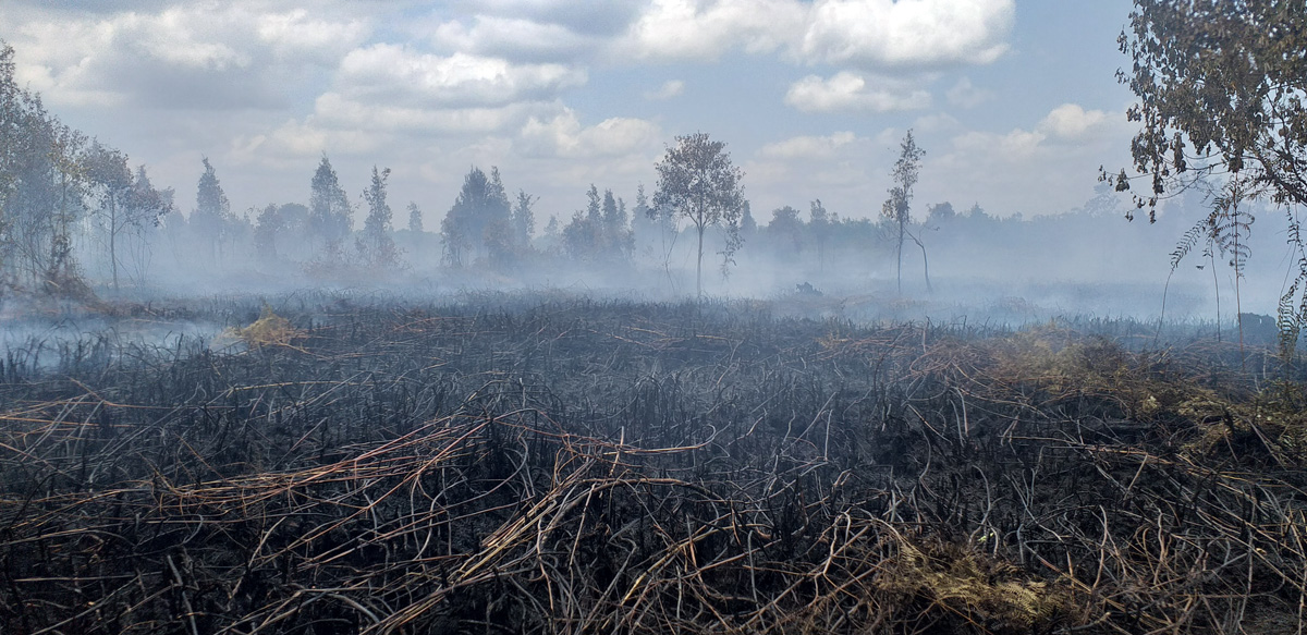 In SE Asia, fire has been part of peatland ecology throughout its history, although the occurrence was rare and with a low return interval (centuries to millennia). This is in stark contrast to the almost-annual present-day peat fires. Image credit: Ibnu Fikri. Click to enlarge.