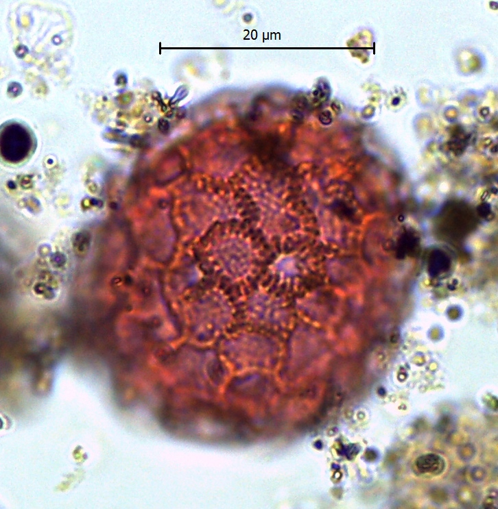 Figure 2: Persicaria pollen grain found in Nordic Sea site ODP 642. Credit: Sina Panitz