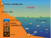 Figure 1: Potential and limitations of applying the mean temperature approach to fossil otolith assemblages